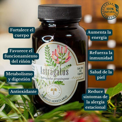 Astragalus