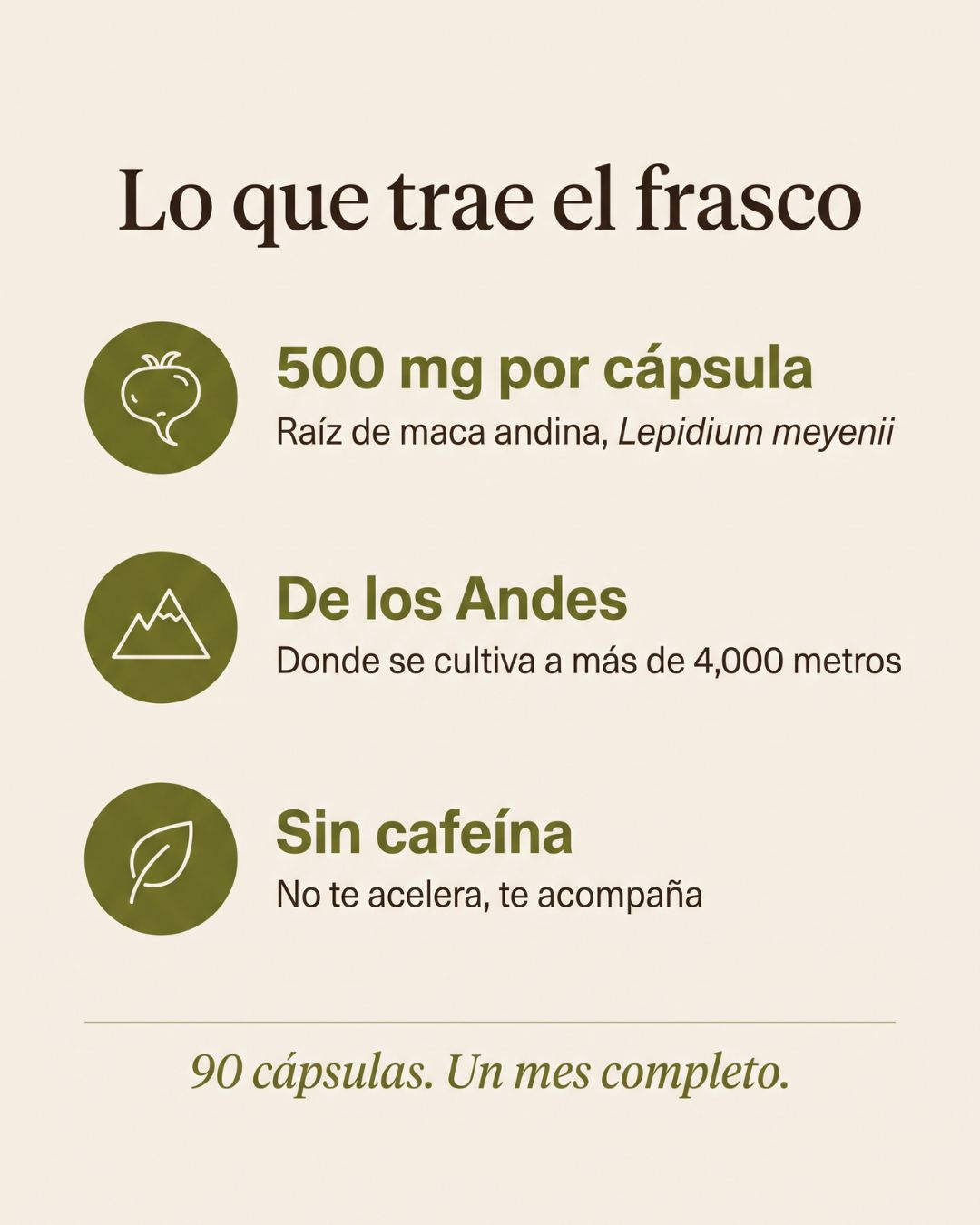 Maca