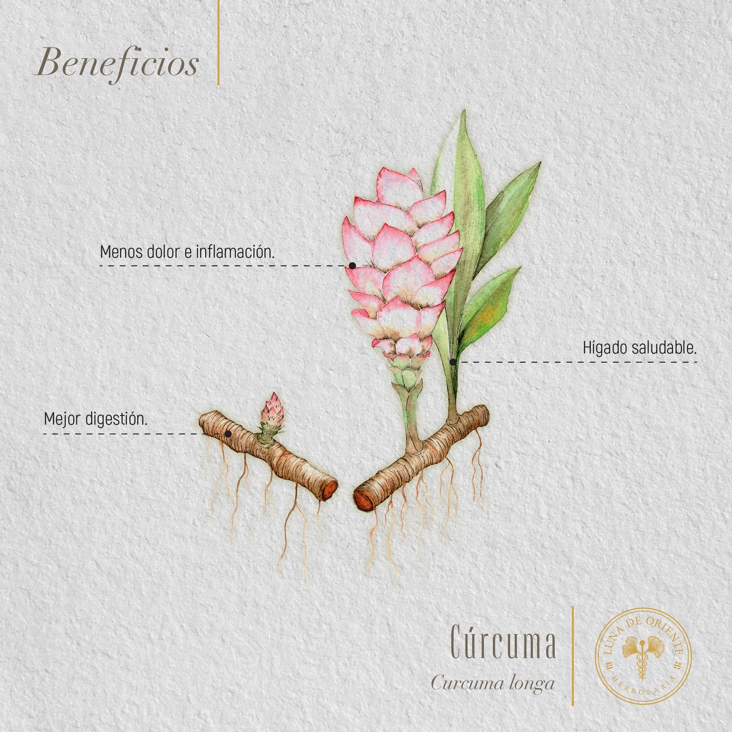 Cúrcuma